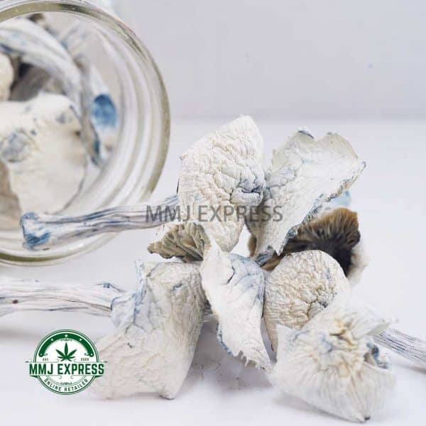 Buy Shrooms - Albino Jedi Mind Fuck at MMJ Express Online Shop