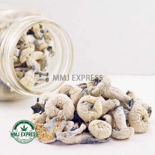 Buy Shrooms - Albino Penis Envy at MMJ Express Online Shop