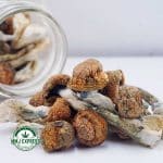 Buy Shrooms - Blue Meanies at MMJ Express Online Shop