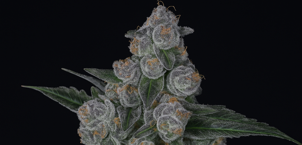 Close-up of Gastro Pop strain cannabis bud with dense trichomes and dark green leaves