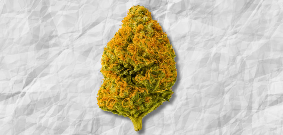 Bright and dense Lemon Haze AAAA cannabis bud with vibrant orange hairs on a crumpled white background