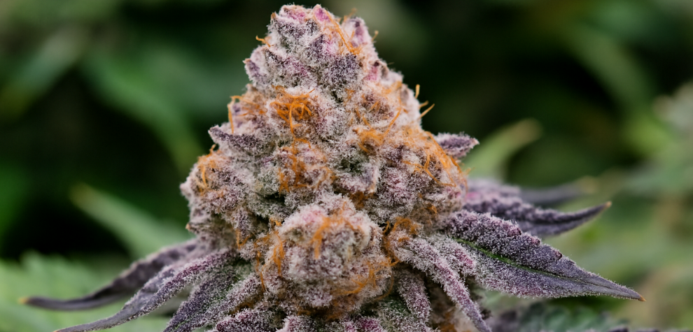 Close-up of a frosty purple and orange cannabis bud, showcasing the dreamy appeal of top-shelf pink strains in Canada