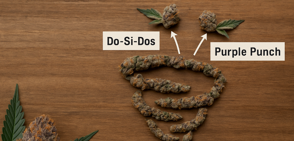 Slurricane strain genetics chart showing its lineage from Do-Si-Dos and Purple Punch on a wooden background
