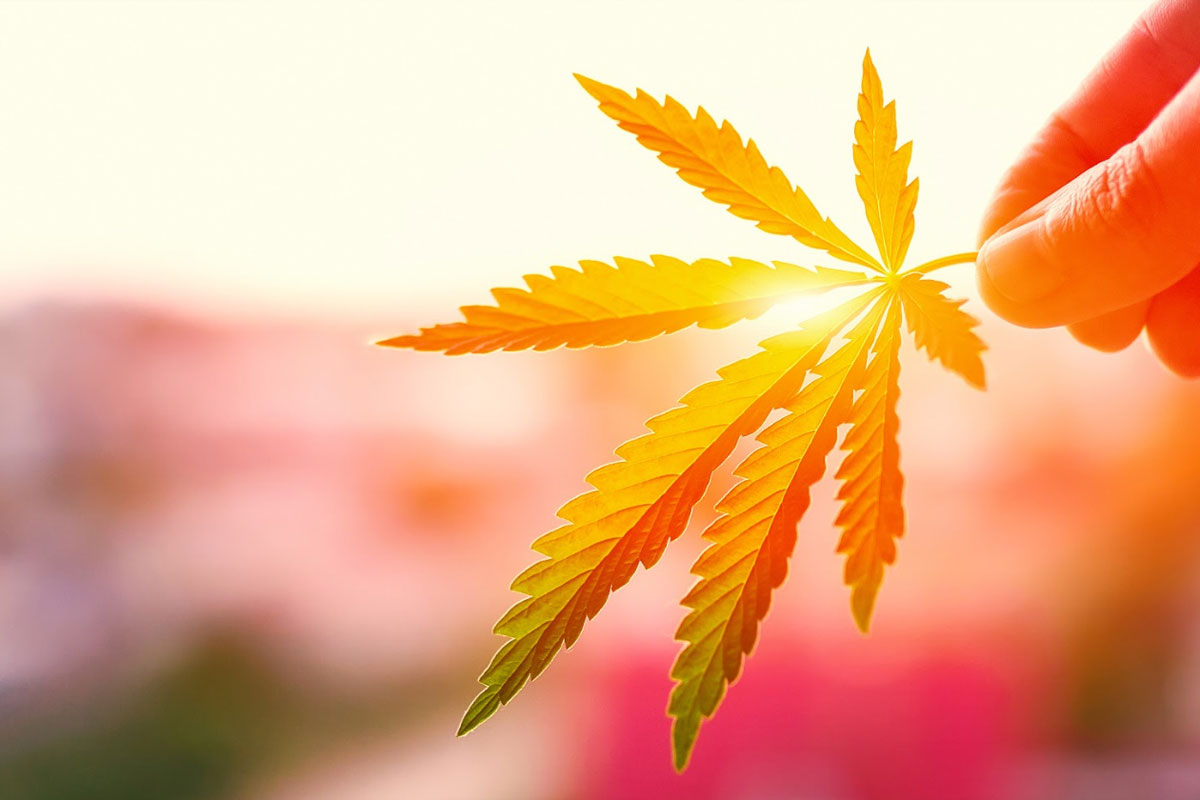 Summer Solstice Strains