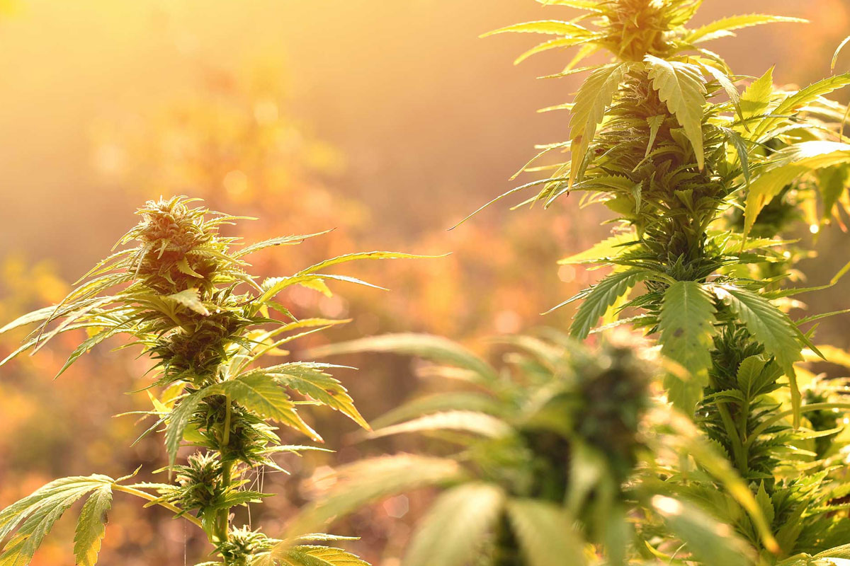 Summer Solstice Strains