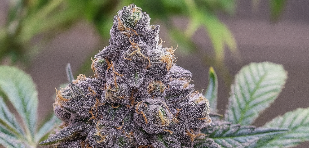 A frosty Grand Purple Daddy cannabis bud with vibrant purple hues and dense trichomes, surrounded by green leaves