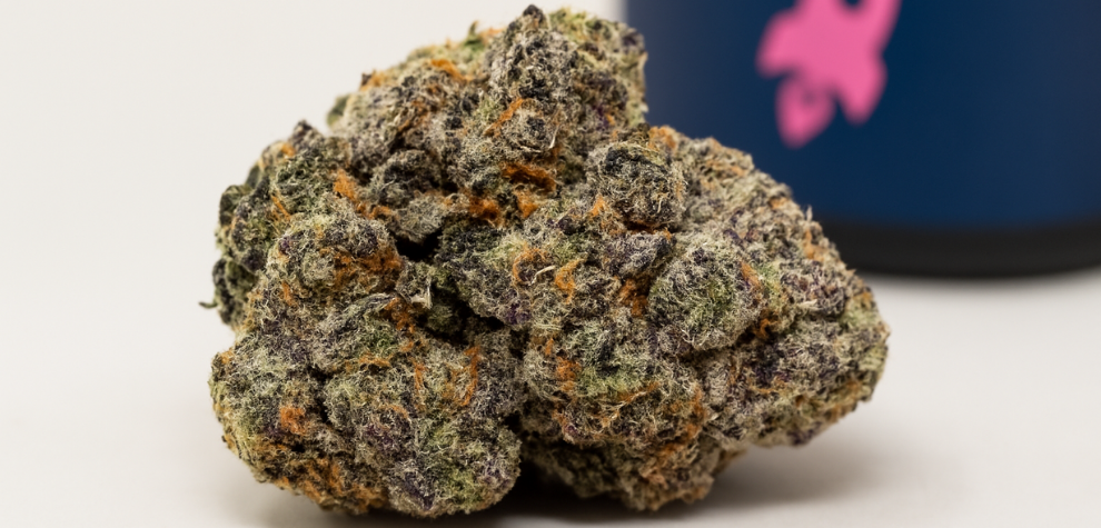 A dense Astro Pink cannabis bud with vibrant purple, green, and orange hairs in front of a blurred container