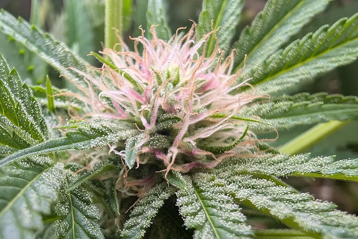 guava punch