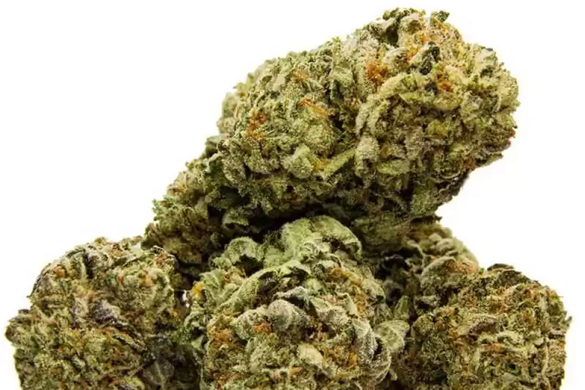 og kush strain