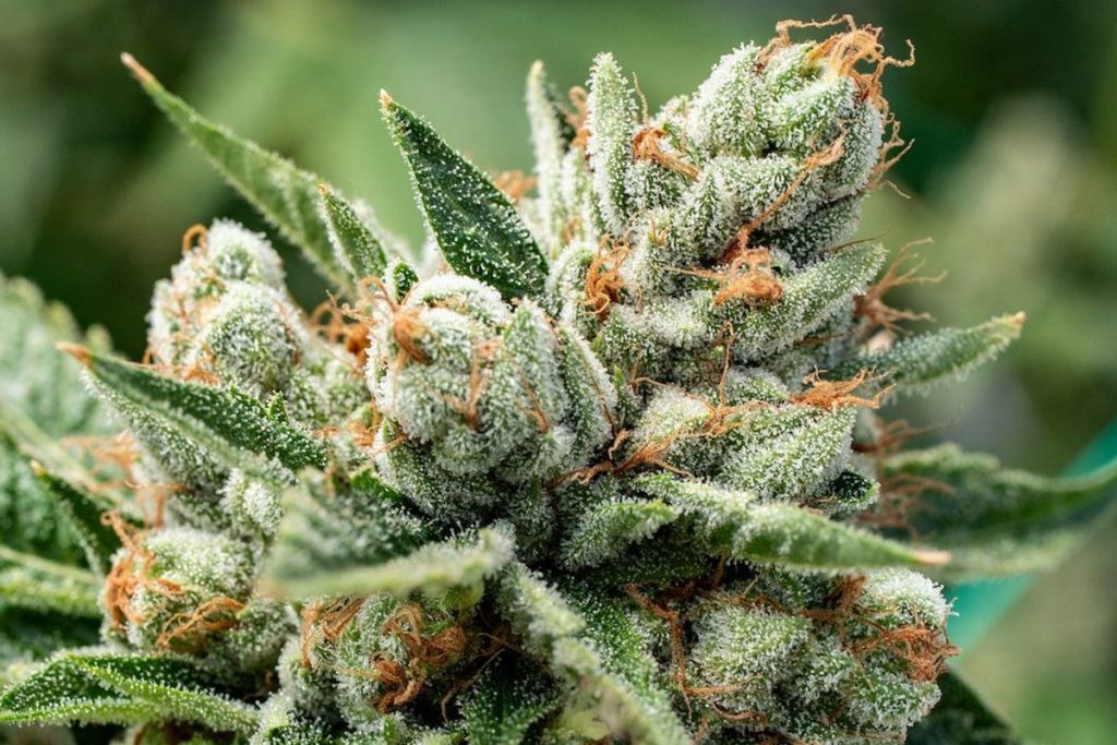 buy og kush online