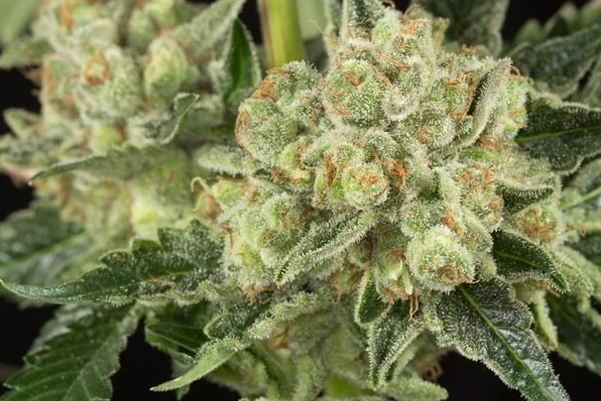og kush