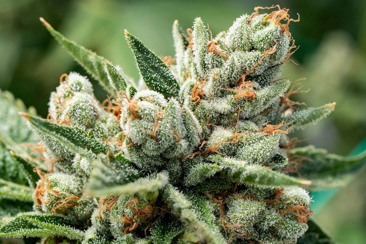 buy og kush online