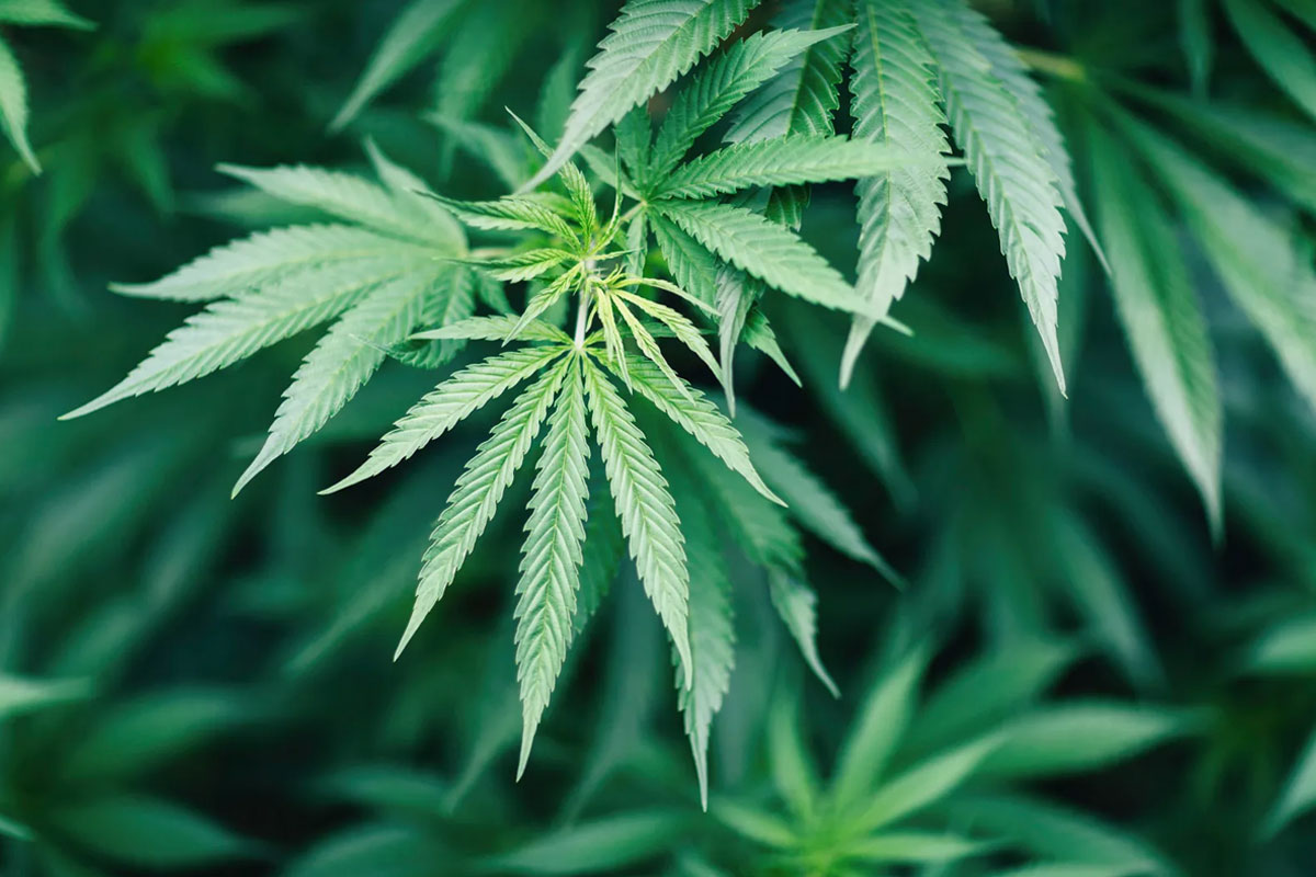 5 Surprising Uses of Cannabis Plants You Didn’t Know About