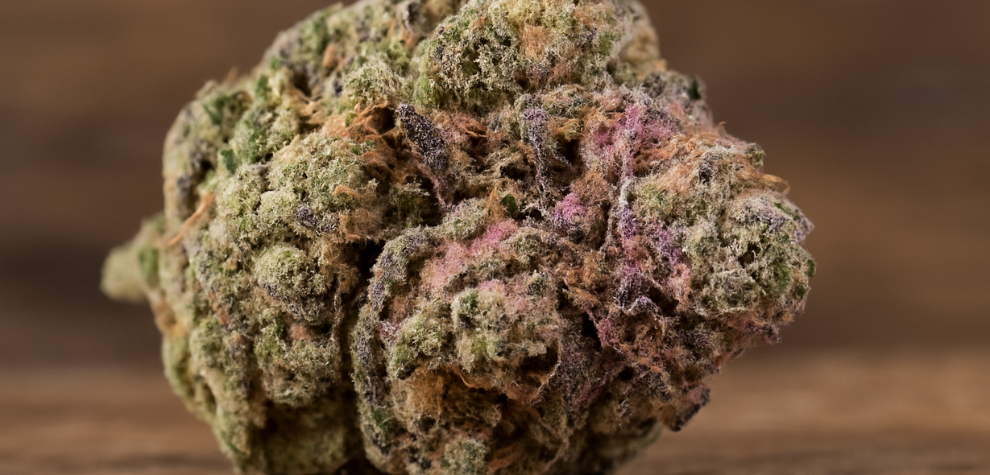 Astropink cannabis nug showcasing its dense texture, pink hues, and frosty trichomes—highlighting its uniqueness