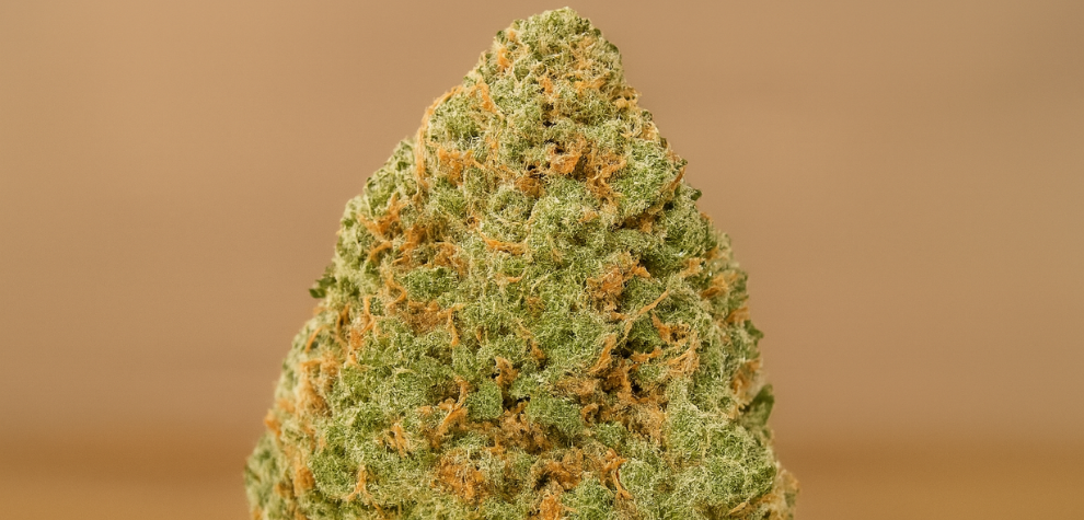 Close-up of a vibrant Sativa cannabis bud with frosty trichomes and orange hairs, representing top Sativa strains in Canada right now