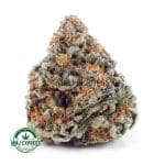 Buy Cannabis Grease Monkey AAA at MMJ Express Online Shop