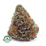 Buy Cannabis Gorilla Cookies AAA at MMJ Express Online Shop