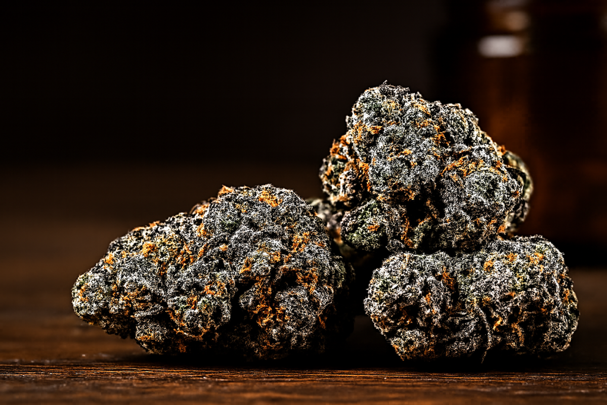 Close-up of dark, frosty GMO Cookies cannabis buds with vibrant orange hairs, highlighting its loud aroma and potent appearance