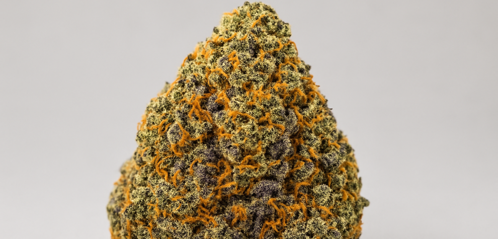 Godfather OG strain, a dense and resinous bud recognized as a top high-THC indica strain in Canada