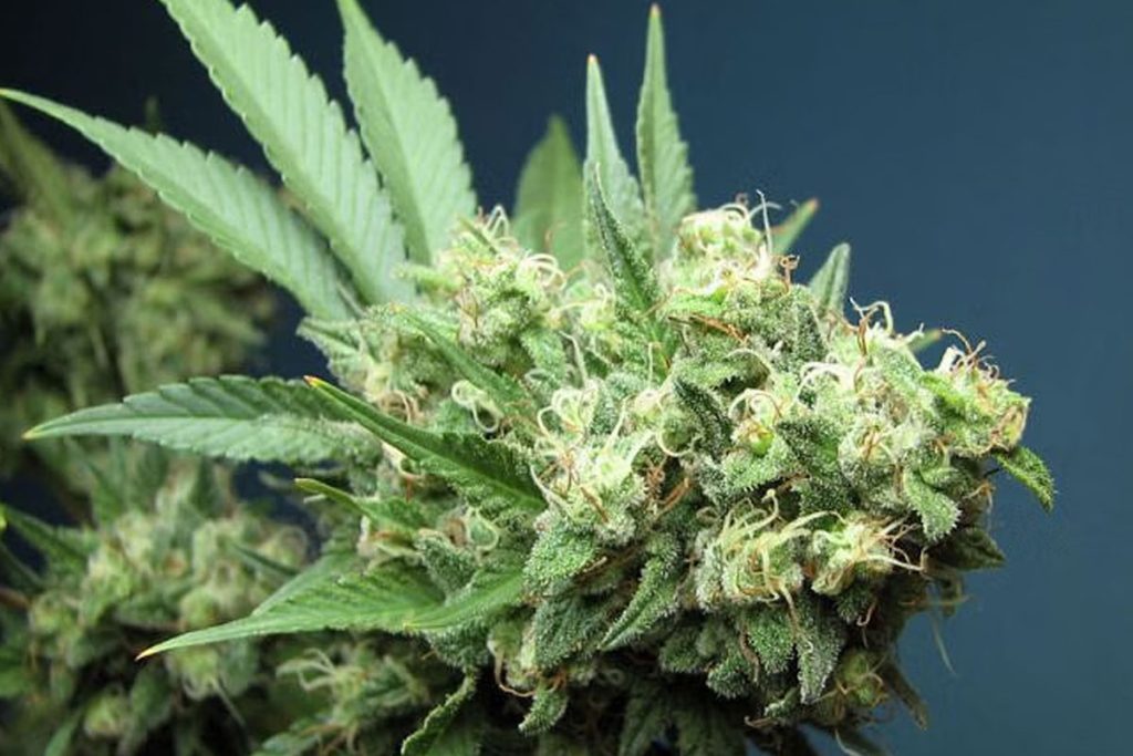Green Crack Cannabis banner