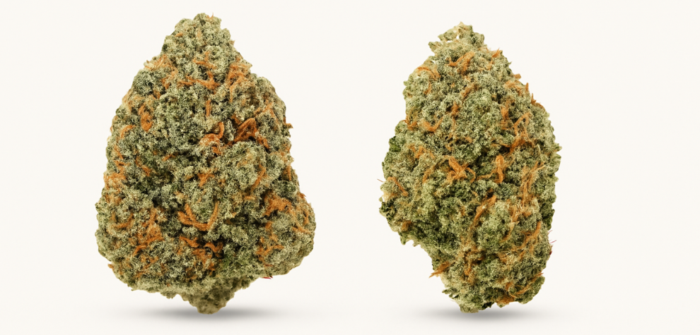 Two GMO Cookies cannabis buds displayed against a white background, highlighting the strain’s physical traits for indica vs. sativa comparison