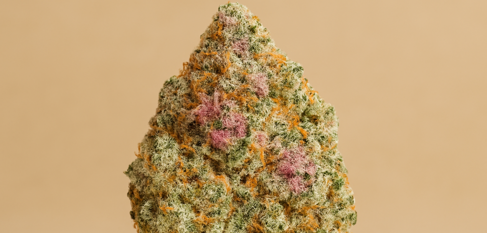 Close-up of a single Pink Kush strain with vibrant pink, orange, and green hues, illustrating its pure indica characteristics
