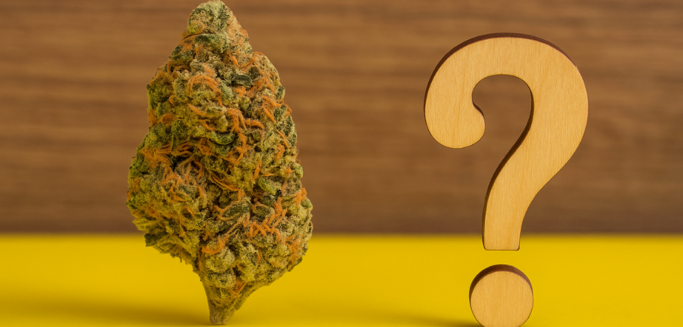 Lemon Haze strain bud beside a wooden question mark, symbolizing curiosity about whether it’s an indica or sativa
