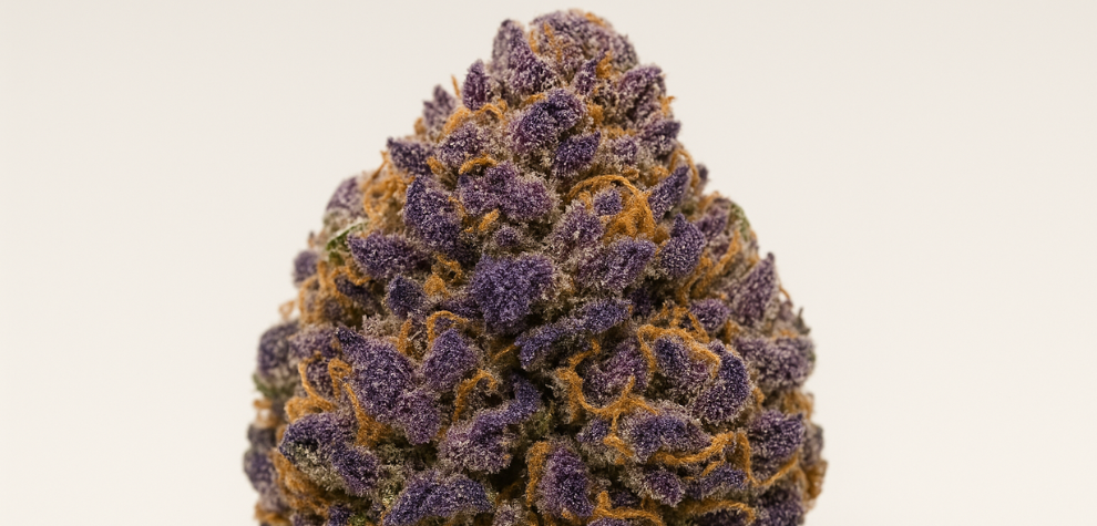A frosty Granddaddy Purple cannabis bud with rich purple hues, a top indica strain to try