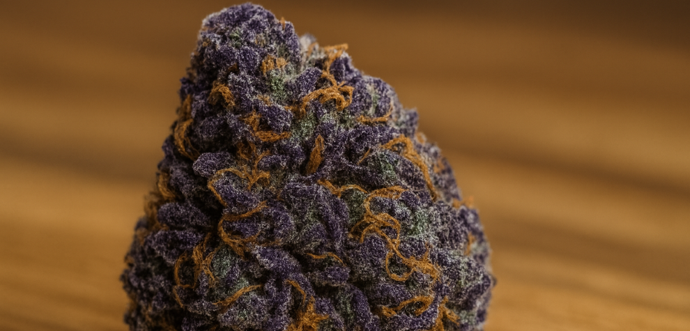 Granddaddy Purple strain, showcasing one of the top high-THC indica strains available in Canada