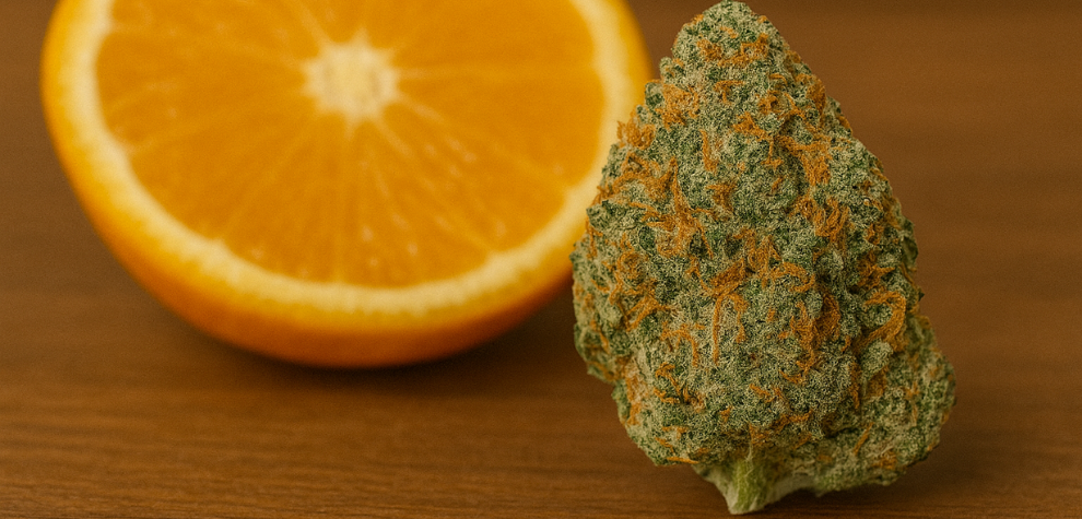 Tropicana Cookies bud placed in front of a fresh orange half, symbolizing its citrusy flavor and aromatic profile