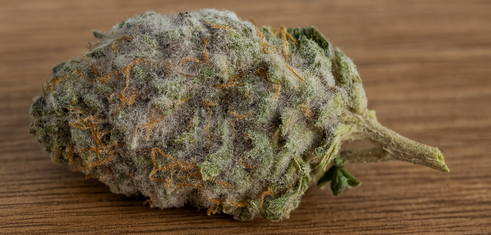 Cannabis bud covered in white mould, visually answering the question “What is mouldy cannabis?”