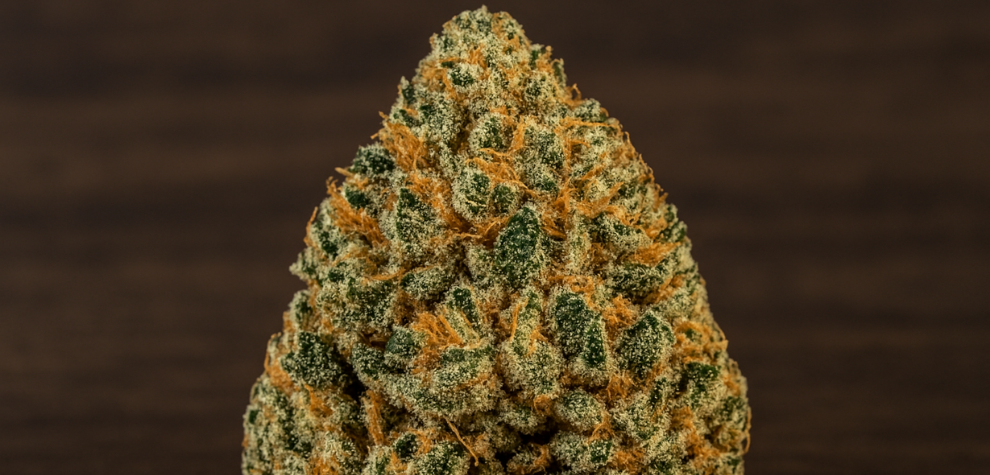 Close-up of a dense GMO Cookies cannabis bud with rich green tones and bright orange hairs, highlighting its unique structure and potency