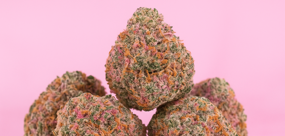 Pink Kush cannabis buds with vivid pink, green, and orange colors against a pink background, highlighting the strain’s appearance
