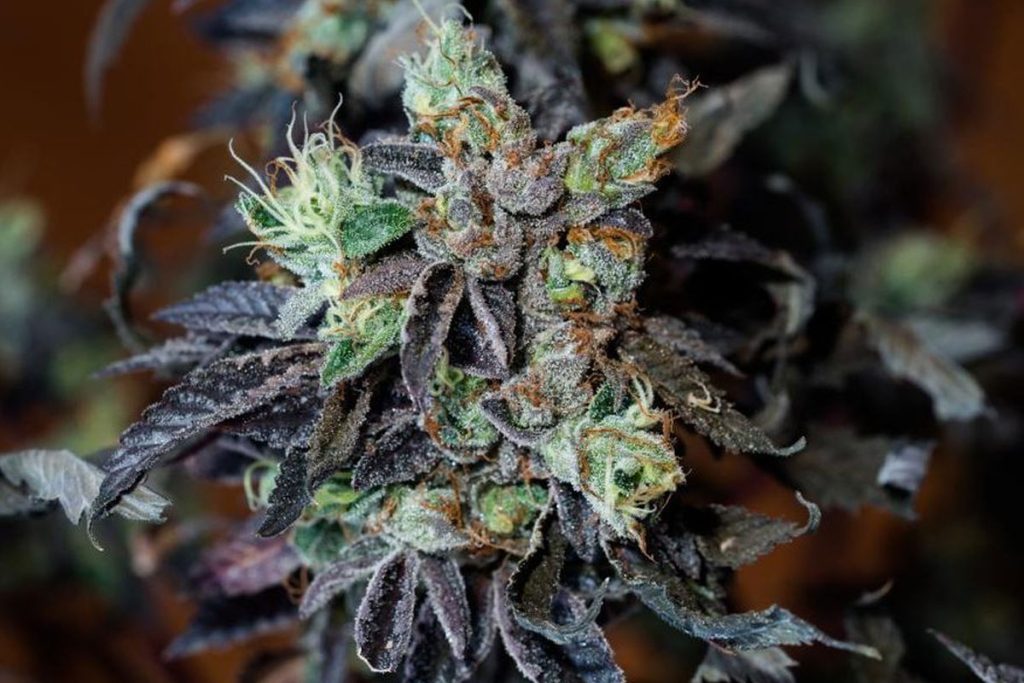 Black Diamond cannabis