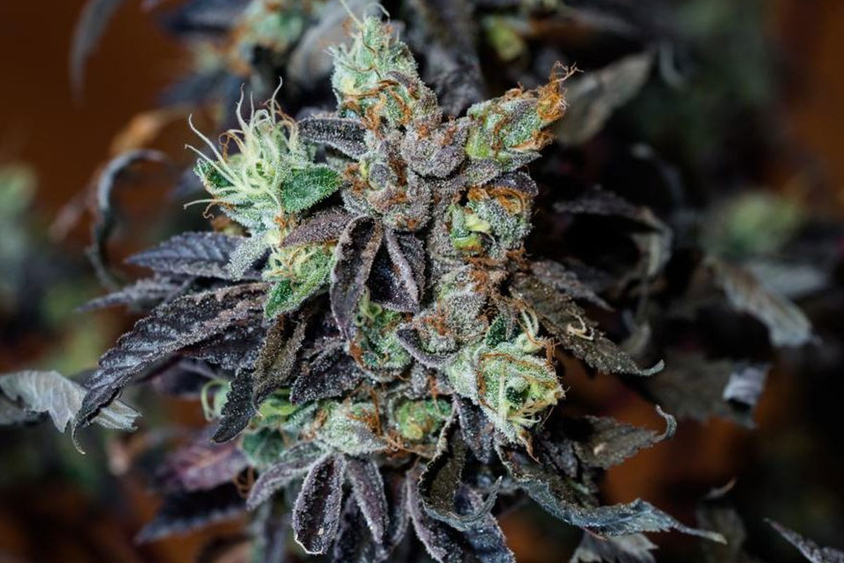Black Diamond cannabis