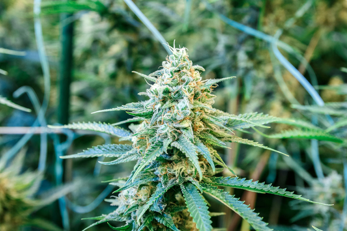 craft cannabis
