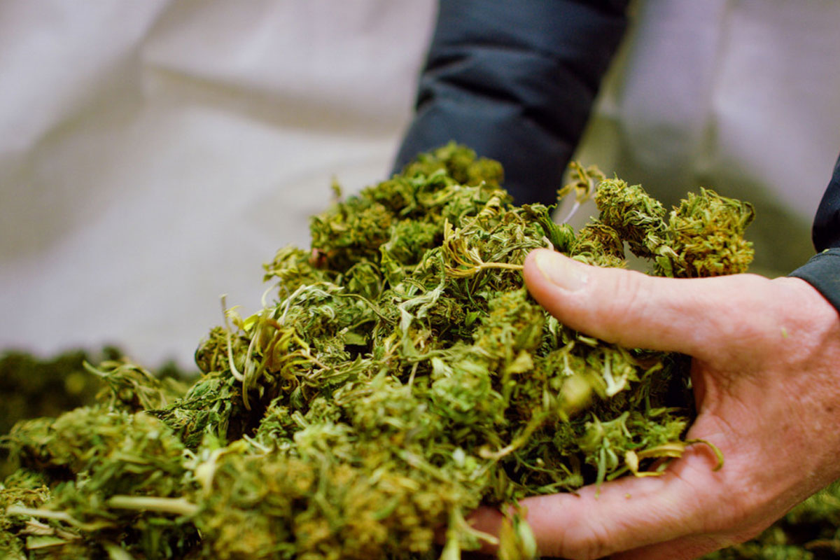 craft cannabis