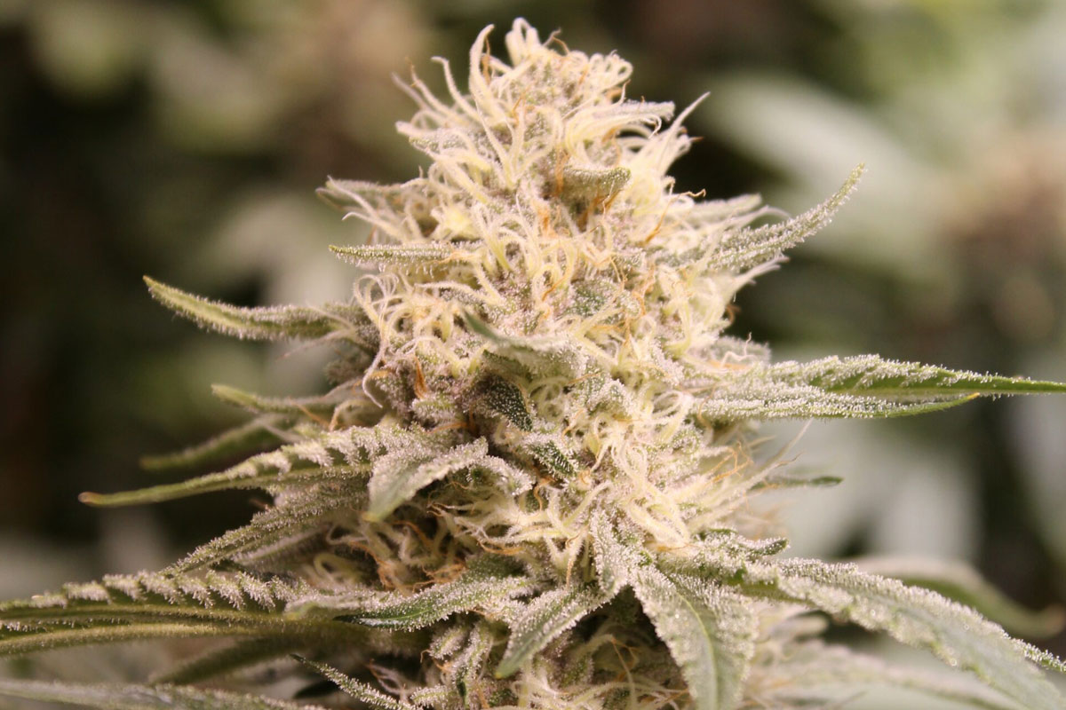 cream soda cannabis