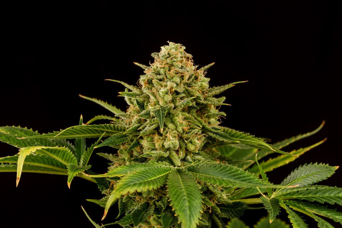 grease monkey cannabis strain