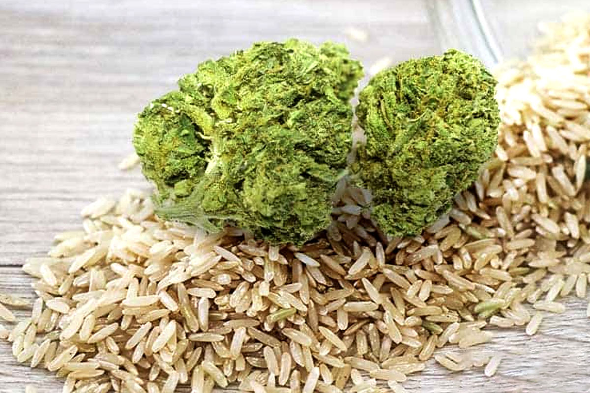 how to dry your weed when it gets weed - weed and rice
