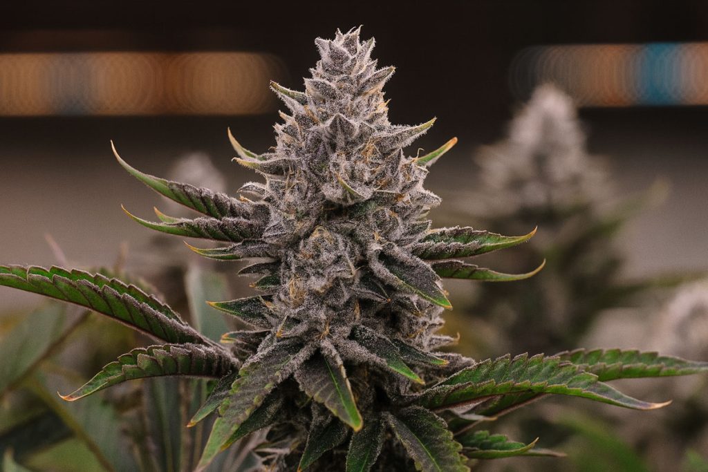 purple candy cannabis banner