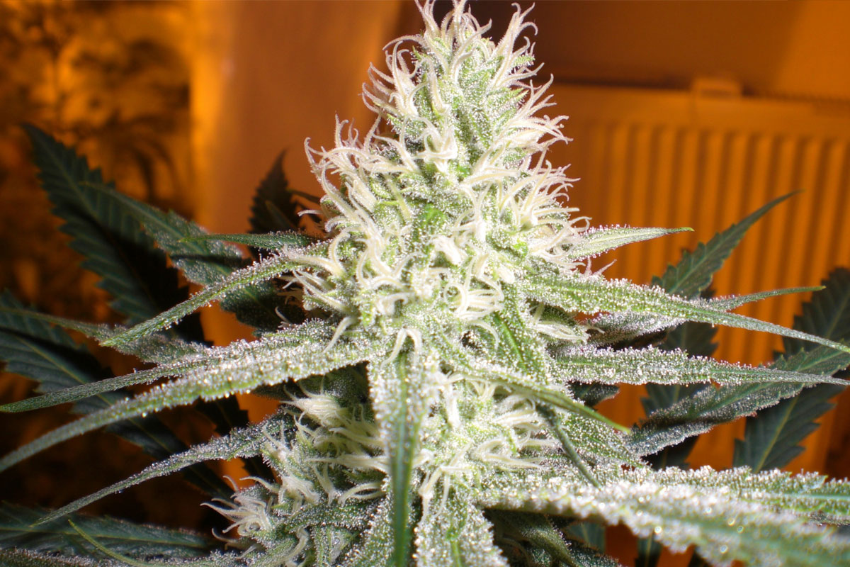 white skunk cannabis