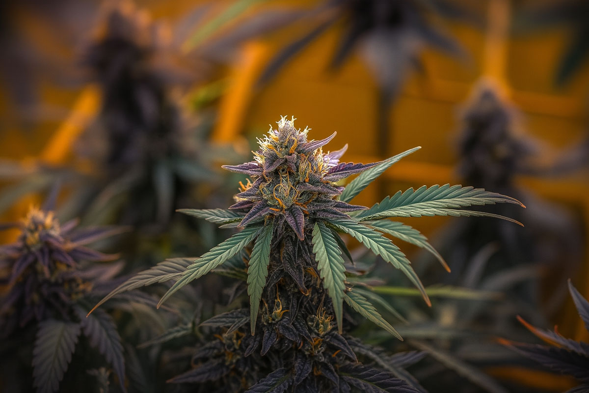 ice cream cookies cannabis