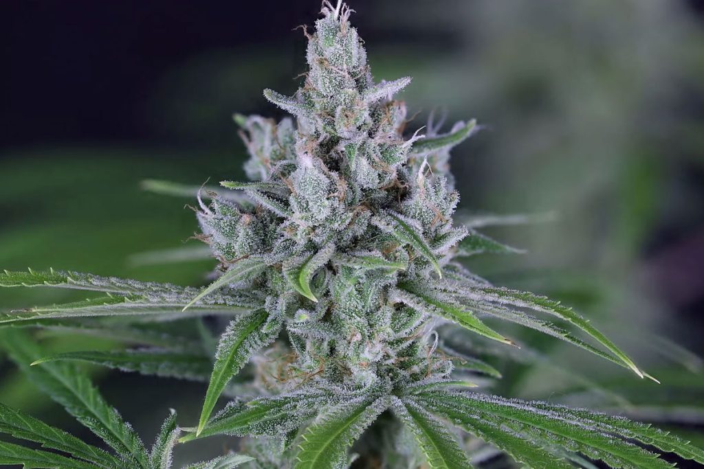 Comatose OG Cannabis