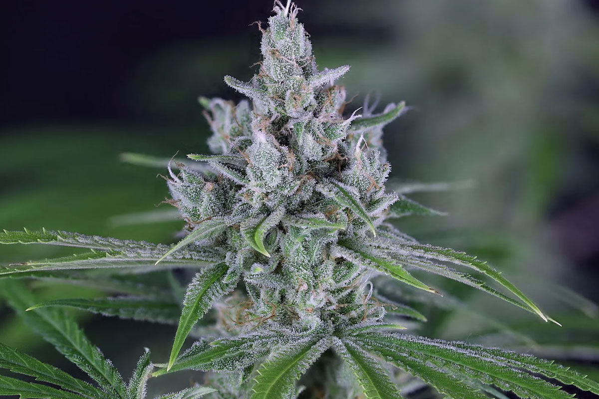 Comatose OG Cannabis