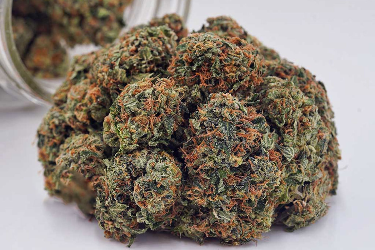 Comatose OG cannabis