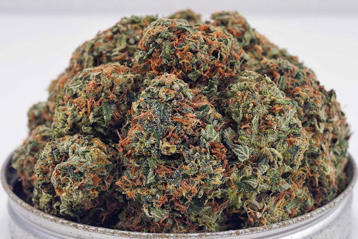 Comatose OG cannabis wholesale