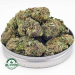 Buy Cannabis Greasy Pink AAA at MMJ Express Online Shop