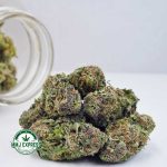 Buy Cannabis Greasy Pink AAA at MMJ Express Online Shop