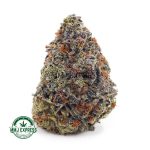 Buy Cannabis NY Cheese AAA at MMJ Express Online Shop